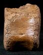 Edmontosaurus (Hadrosaur) Caudal Vertebrae - Montana #12685-3